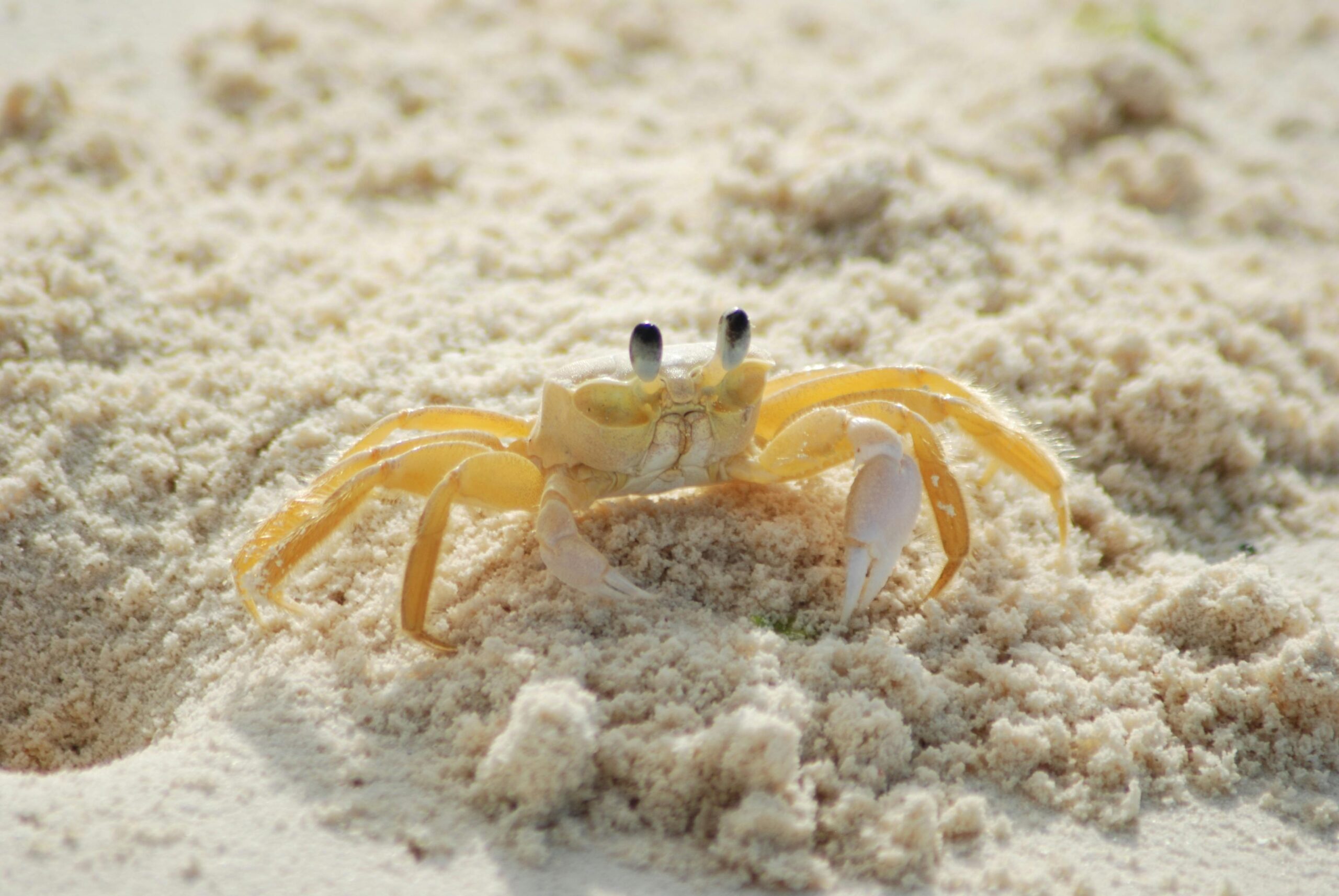 Close-up of a ghost crab on a sunlit sandy beach, showcasing natural coastal wildlife.