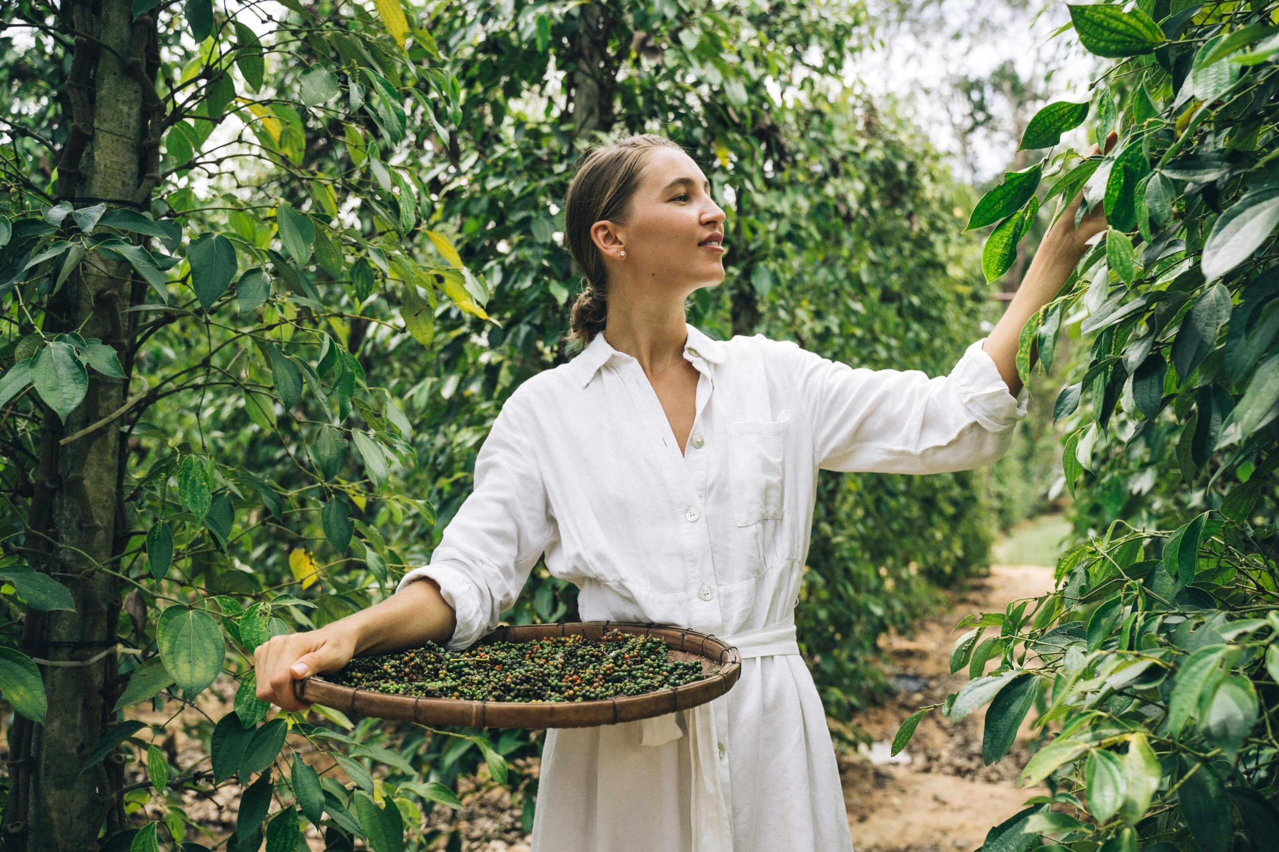 A woman in a white dress picks fresh pepper with a basket in a lush green farm.