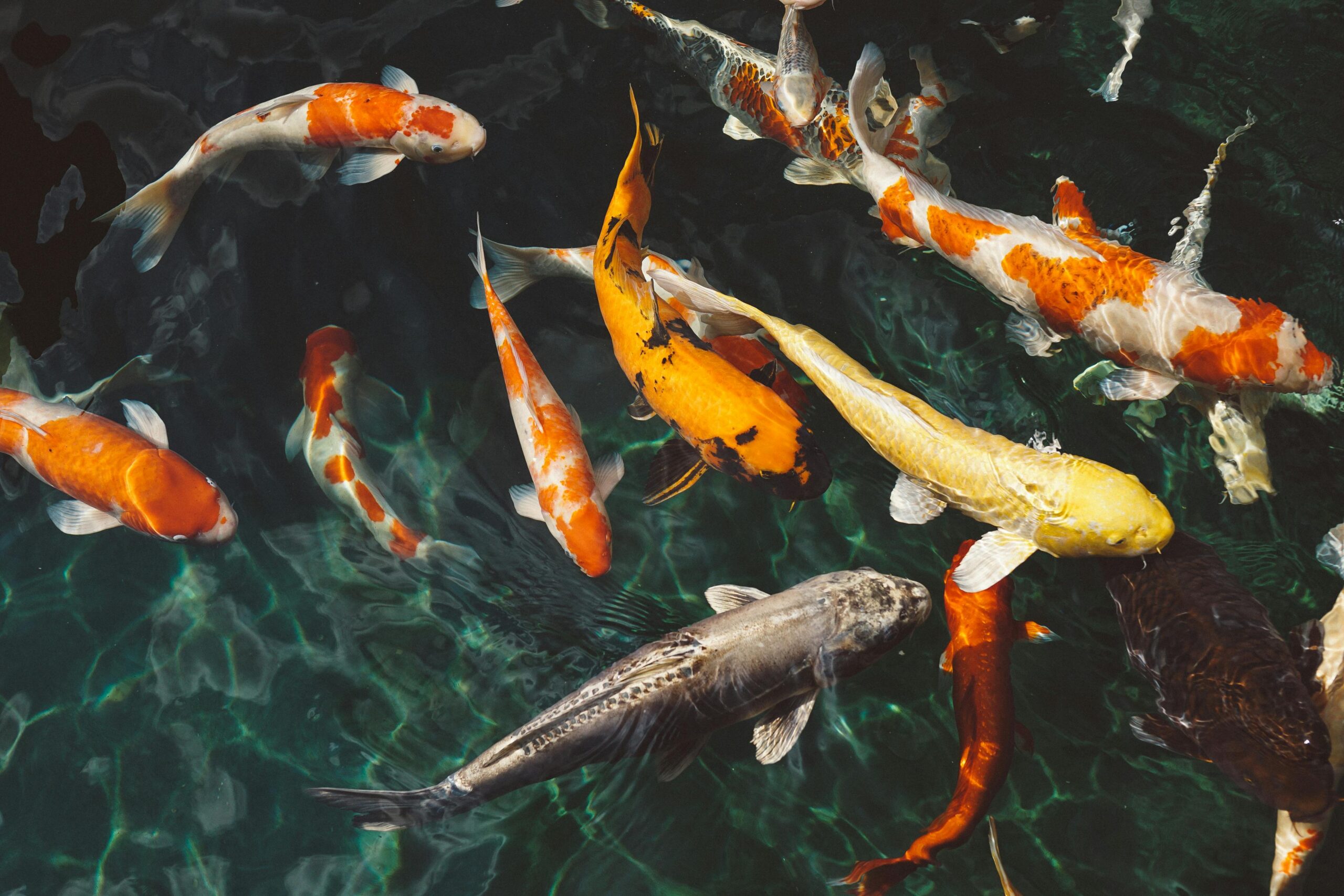 A vivid school of koi fish with varied colors swimming gracefully in clear water.