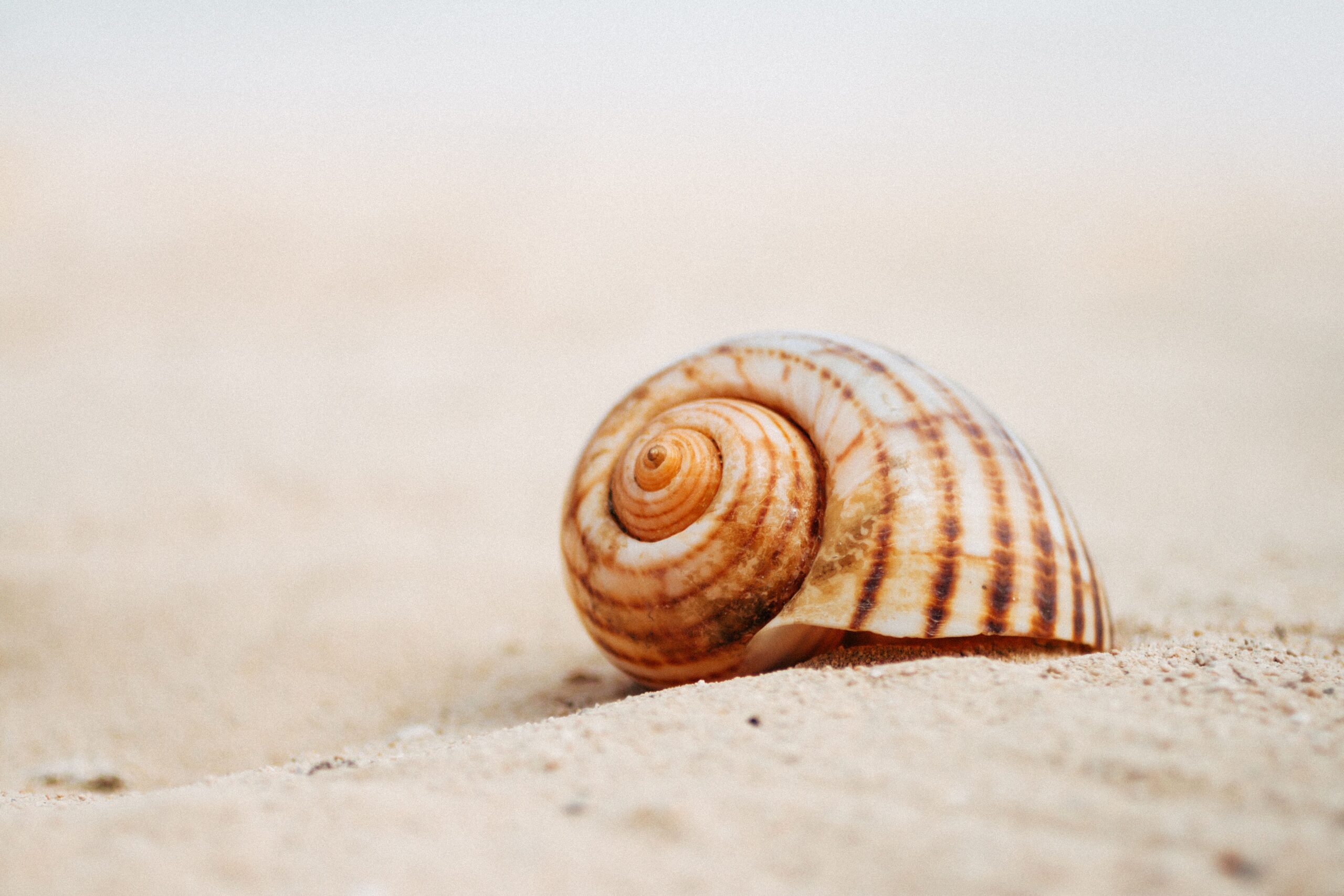 A detailed close-up of a sunlit spiral snail shell on sandy beach.