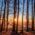 forest, sunset, trees, silhouettes, trunks, tree trunks, tall trees, tree silhouettes, backlighting, woods, woodlands, branches, tree branches, bare trees, sunrays, sunbeams, dusk, twilight, landscape, sun, nature, forest, forest, forest, forest, forest, sunset, sunset, trees, trees, trees, sun, nature