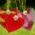 heart, hearts, cord, hung up, love, together, love symbol, welcome, connectedness, feelings, multicoloured, emotion, heart-shaped, connected, romance, affection, heart, welcome, welcome, welcome, welcome, welcome