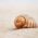 A detailed close-up of a sunlit spiral snail shell on sandy beach.
